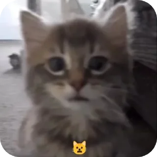 🐱 emoji котостики by @haventusernameyet Telegram sticker 5 of 59