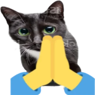 Sticker from Kitty