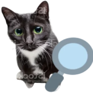 Sticker from Kitty