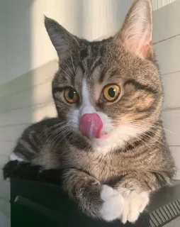 Sticker from ахуенный кот
