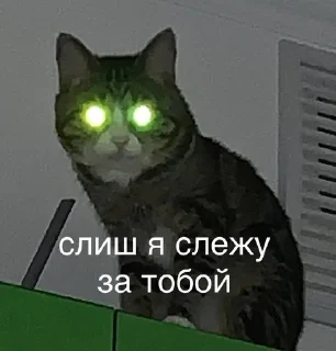 Sticker from ахуенный кот