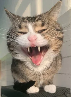 Sticker from ахуенный кот