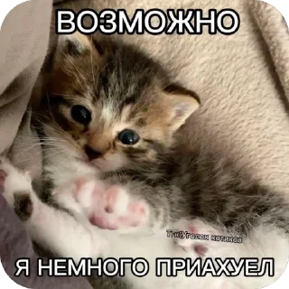 Sticker from кот
