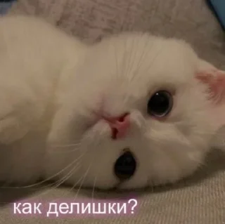 ♥️ emoji …..♡︎ Telegram sticker 16 of 50