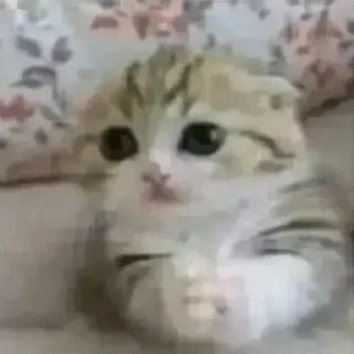 🤑 emoji Алишечка 8 Telegram sticker 8 of 119