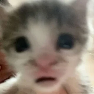 😼 emoji Алишечка 8 Telegram sticker 9 of 119