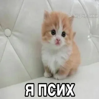 😸 emoji Алишечка 8 Telegram sticker 5 of 119