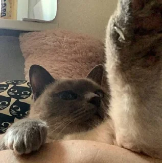 Sticker from чами лучший котик