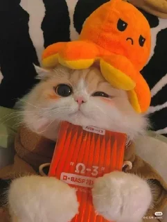 🍫 emoji Котя Telegram sticker 8 of 17