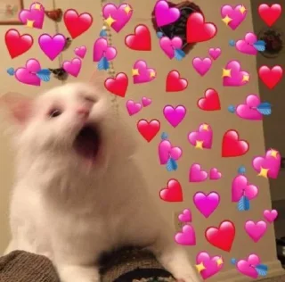 👀 emoji Котя Telegram sticker 16 of 17