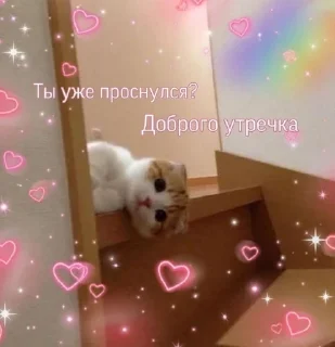 ☀️ emoji Котя Telegram sticker 10 of 17