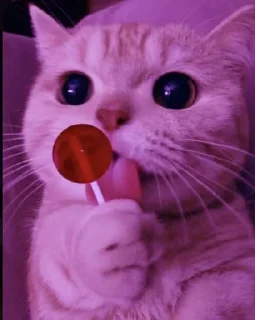 ♥️ emoji Котя Telegram sticker 6 of 17