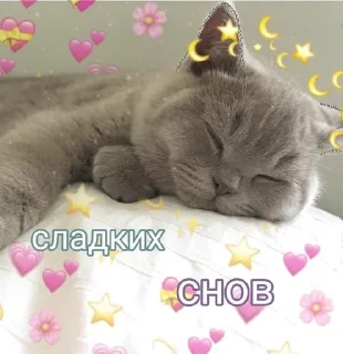 🌑 emoji Котя Telegram sticker 11 of 17