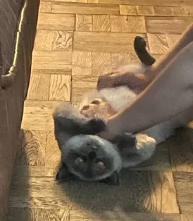 Sticker from чами лучший котик