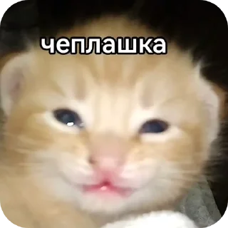 Sticker from мили кити :³ @SoyBite