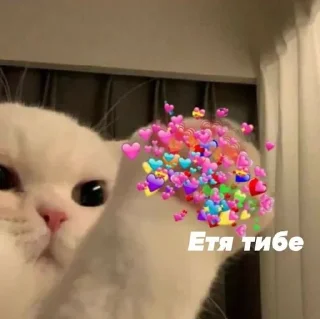 💋 emoji Котя Telegram sticker 13 of 17