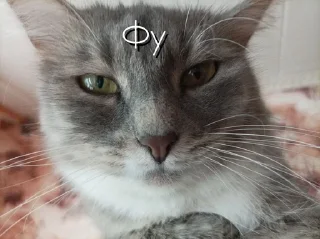 Sticker from ``𝘬𝘪𝘵𝘵𝘦𝘯 𝘵𝘦𝘴𝘴
