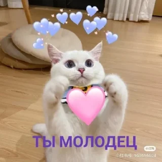 😉 emoji Котя Telegram sticker 15 of 17