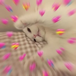 🌸 emoji Котя Telegram sticker 12 of 17