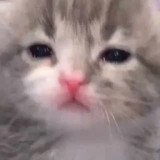 Sticker from meoww