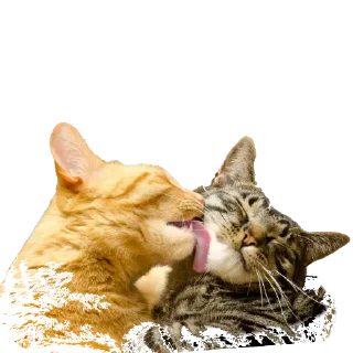 🐱 emoji Котэ Telegram sticker 16 of 19