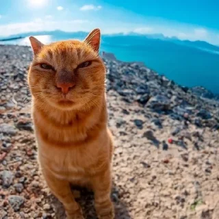 🐈 emoji Рыжий кот на пляже Telegram sticker 1 of 1