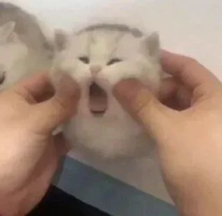 🥹 emoji я ебу собак. Telegram sticker 24 of 26
