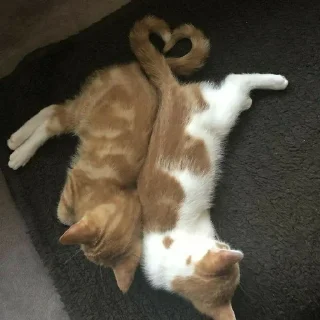 Sticker from котята