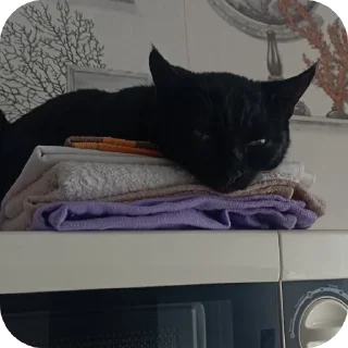 🐱 emoji Семейство кошачьих@f3ssss4 Telegram sticker 7 of 29