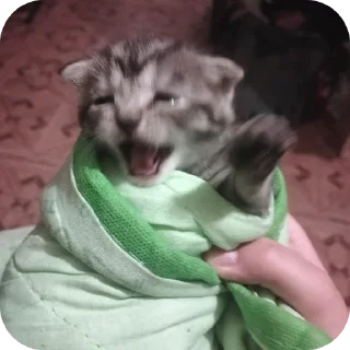 🐱 emoji Семейство кошачьих@f3ssss4 Telegram sticker 11 of 29