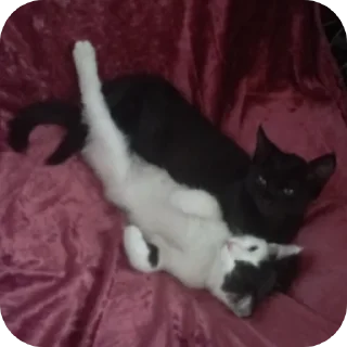 🐱 emoji Семейство кошачьих@f3ssss4 Telegram sticker 17 of 29