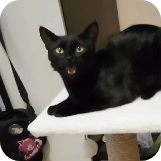 🐱 emoji Семейство кошачьих@f3ssss4 Telegram sticker 10 of 29