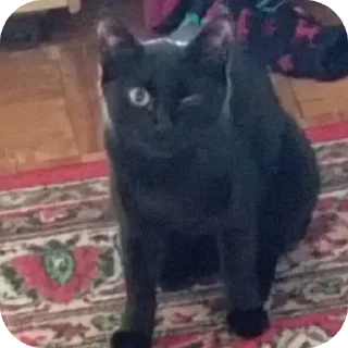 🐱 emoji Семейство кошачьих@f3ssss4 Telegram sticker 9 of 29