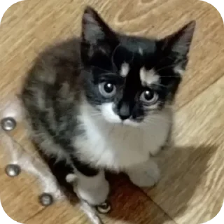 🐱 emoji Семейство кошачьих@f3ssss4 Telegram sticker 15 of 29