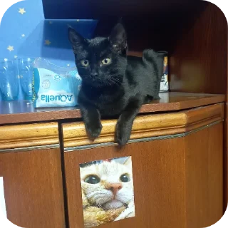 🐱 emoji Семейство кошачьих@f3ssss4 Telegram sticker 6 of 29