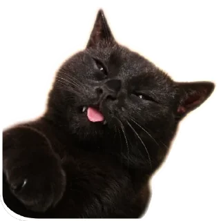 🐱 emoji Семейство кошачьих@f3ssss4 Telegram sticker 23 of 29