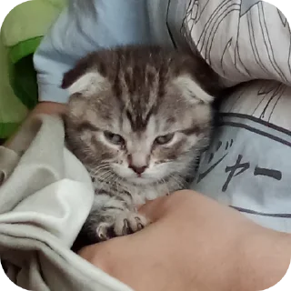 🐱 emoji Семейство кошачьих@f3ssss4 Telegram sticker 13 of 29