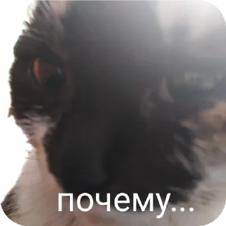🐱 emoji Семейство кошачьих@f3ssss4 Telegram sticker 24 of 29