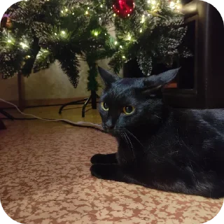 🐱 emoji Семейство кошачьих@f3ssss4 Telegram sticker 22 of 29