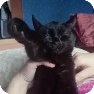 🐱 emoji Семейство кошачьих@f3ssss4 Telegram sticker 16 of 29