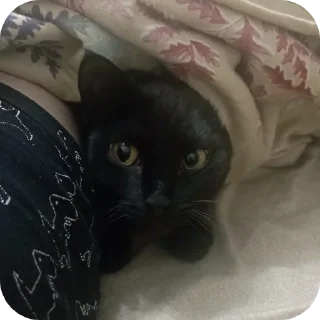 🐱 emoji Семейство кошачьих@f3ssss4 Telegram sticker 8 of 29