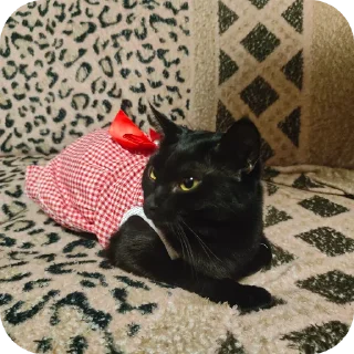 🐱 emoji Семейство кошачьих@f3ssss4 Telegram sticker 21 of 29