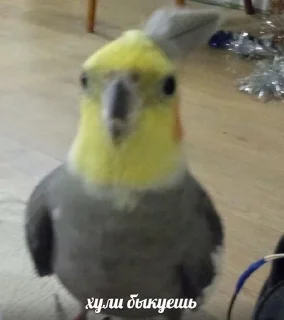 🌟 emoji papugi Telegram sticker 17 of 23