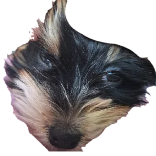 🐶 emoji Помогите Telegram sticker 9 of 32