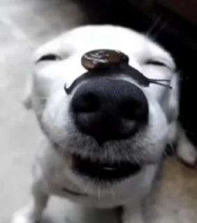 🌟 emoji Помогите Telegram sticker 15 of 32