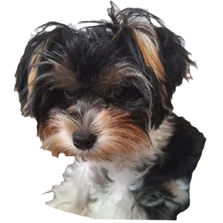 🐶 emoji Помогите Telegram sticker 8 of 32