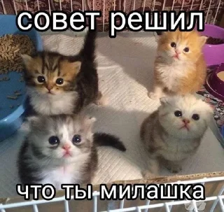 🌟 emoji Мьяхуёвсехлюбит Telegram sticker 23 of 65