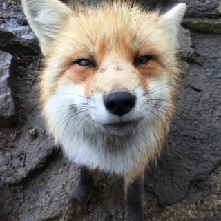 Sticker from Foxes by @foxcorelisy