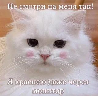 🌟 emoji солнце Telegram sticker 21 of 21