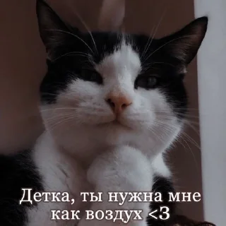 🌟 emoji солнце Telegram sticker 20 of 21